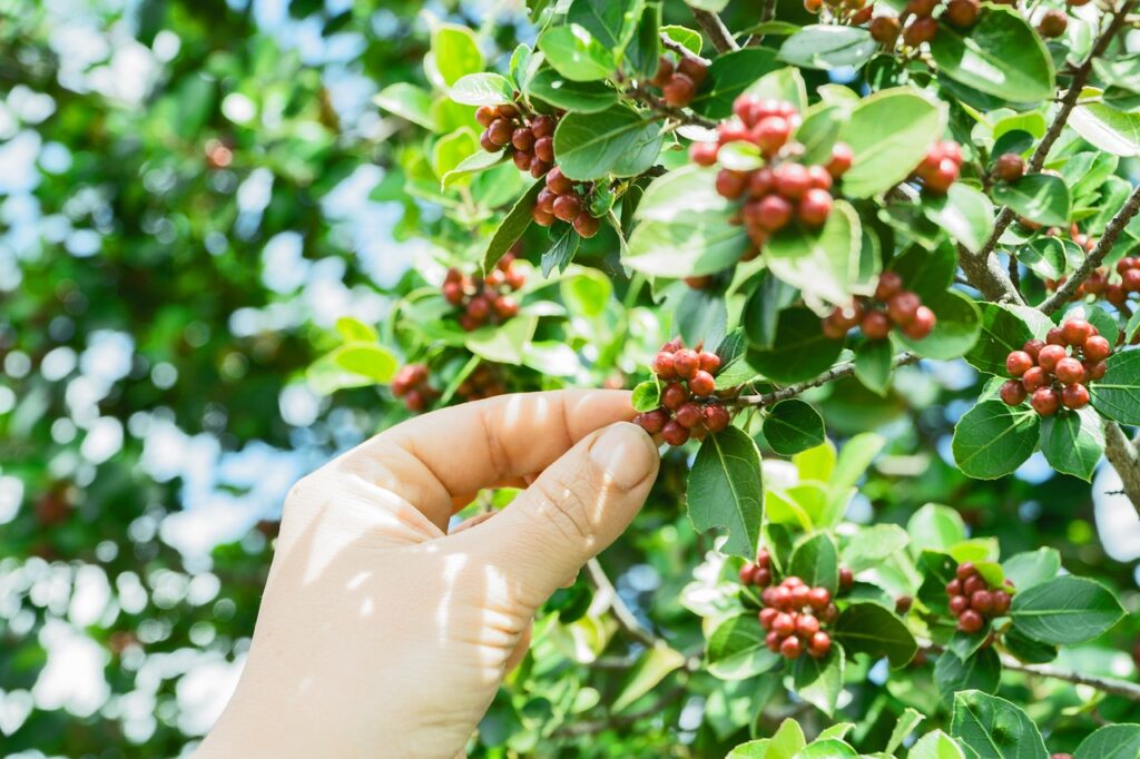 coffee, coffee beans, coffee plant-1839805.jpg